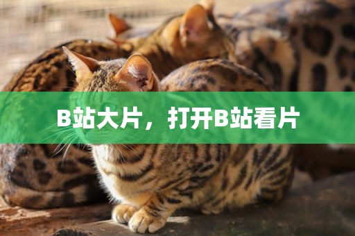 B站大片，打开B站看片