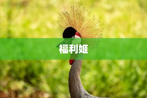 福利姬