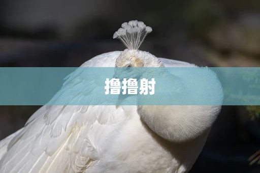撸撸射