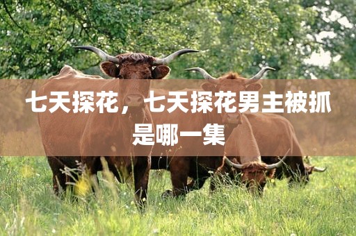 七天探花，七天探花男主被抓是哪一集