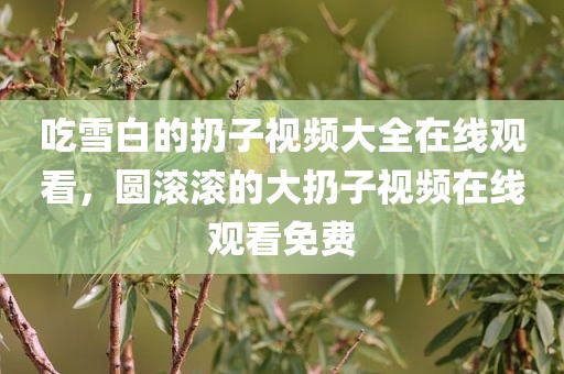 吃雪白的扔子视频大全在线观看，圆滚滚的大扔子视频在线观看免费