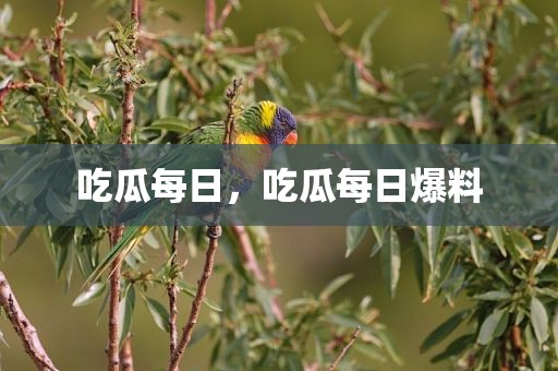 吃瓜每日，吃瓜每日爆料
