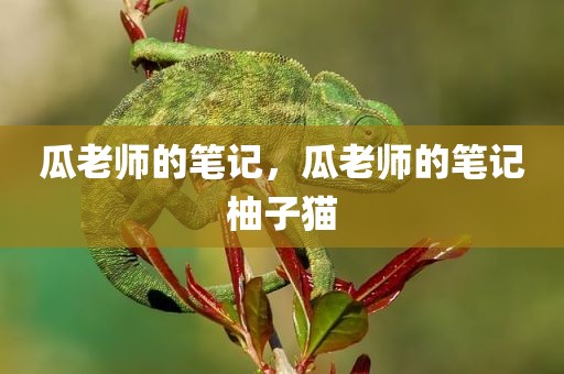 瓜老师的笔记，瓜老师的笔记柚子猫