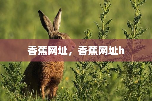 香蕉网址，香蕉网址h