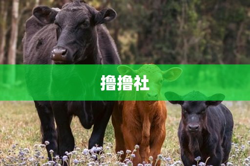 撸撸社