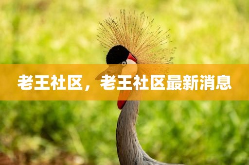 老王社区，老王社区最新消息