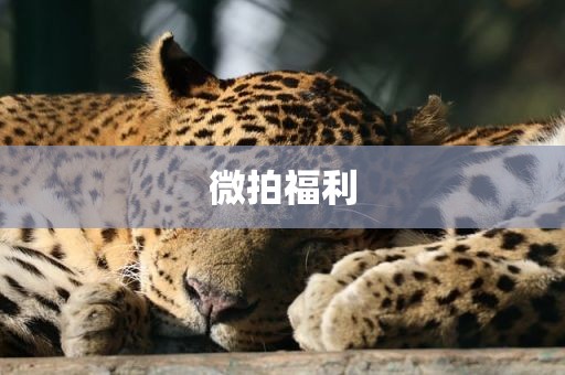 微拍福利