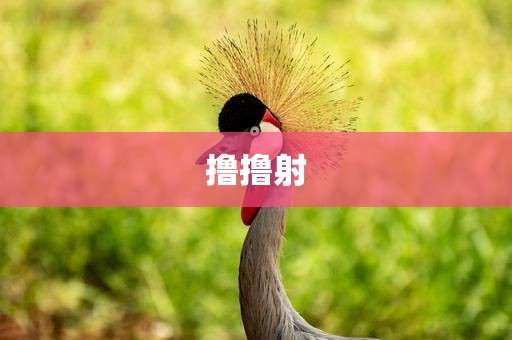 撸撸射