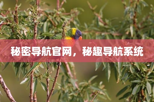 秘密导航官网，秘趣导航系统