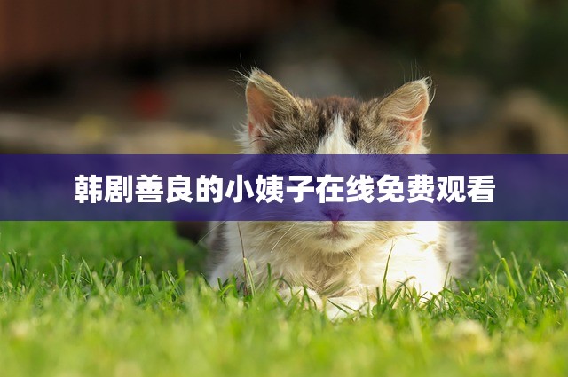 韩剧善良的小姨子在线免费观看