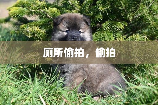 厕所偷拍，偷拍