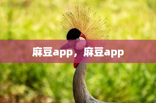 麻豆app，麻豆app