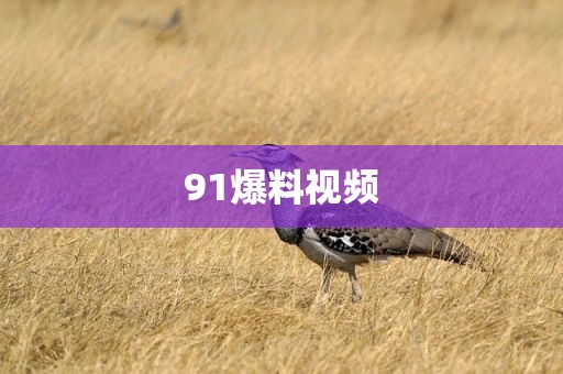 91爆料视频