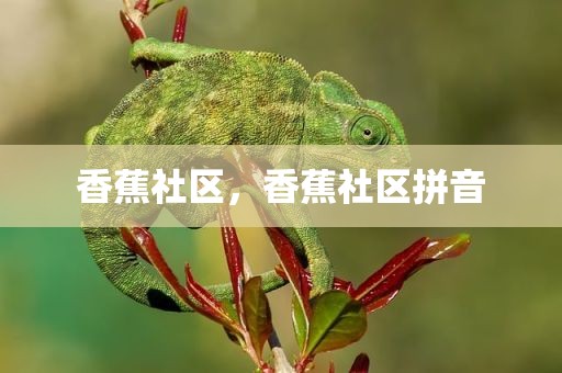 香蕉社区，香蕉社区拼音