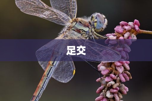 足交