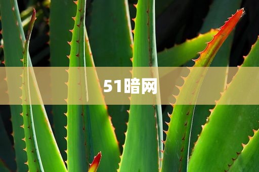 51暗网