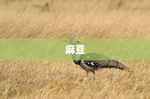 麻豆