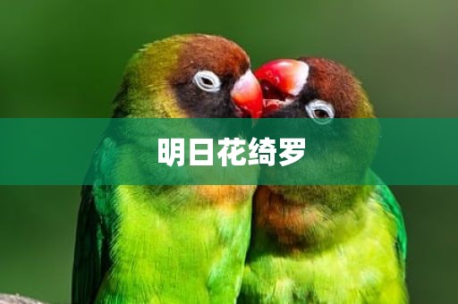 明日花绮罗