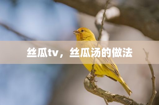 丝瓜tv，丝瓜汤的做法
