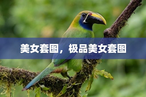 美女套图，极品美女套图