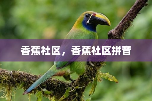 香蕉社区，香蕉社区拼音