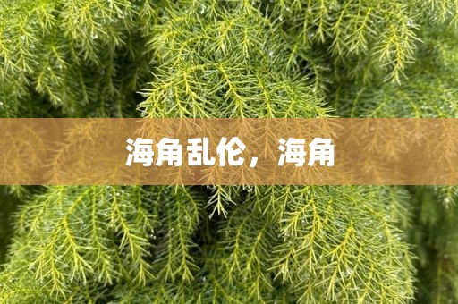 海角乱伦，海角