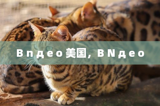 B n д e o 美国，B N д e o