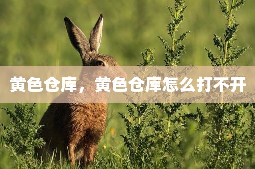 黄色仓库，黄色仓库怎么打不开