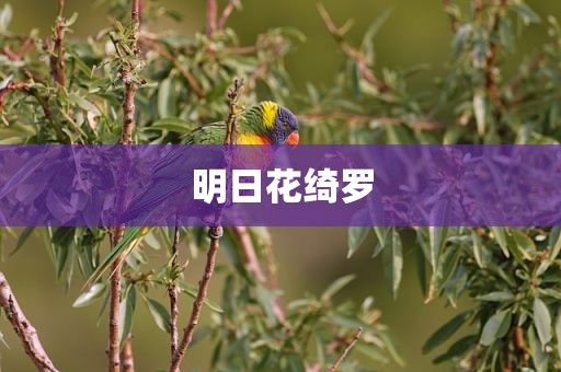 明日花绮罗