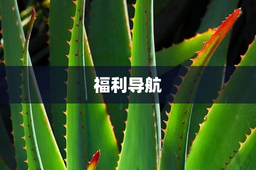 福利导航