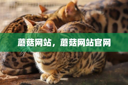 蘑菇网站，蘑菇网站官网