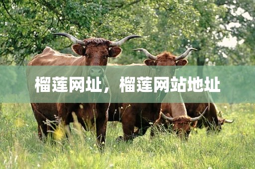 榴莲网址，榴莲网站地址