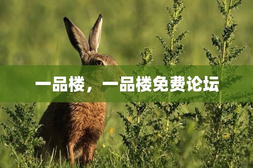 一品楼，一品楼免费论坛