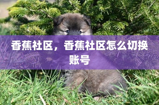香蕉社区，香蕉社区怎么切换账号