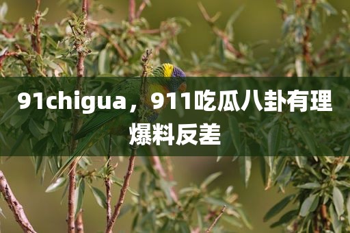 91chigua，911吃瓜八卦有理爆料反差
