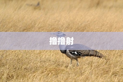 撸撸射