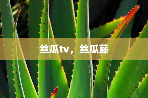 丝瓜tv，丝瓜藤