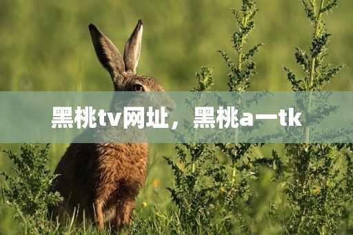 黑桃tv网址，黑桃a一tk