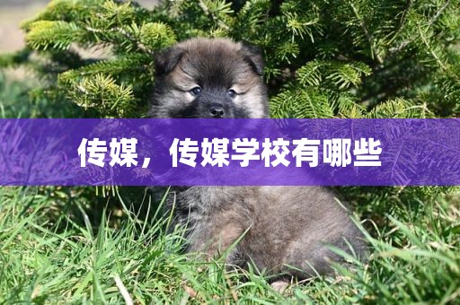 传媒，传媒学校有哪些
