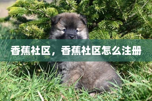 香蕉社区，香蕉社区怎么注册