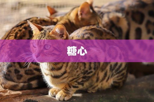糖心
