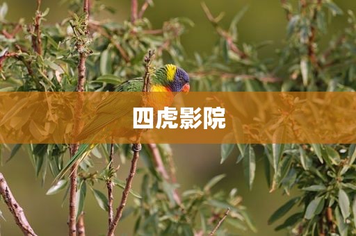 四虎影院