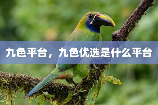 九色平台，九色优选是什么平台