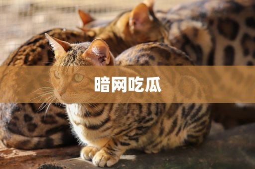 暗网吃瓜