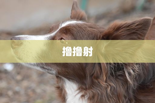 撸撸射