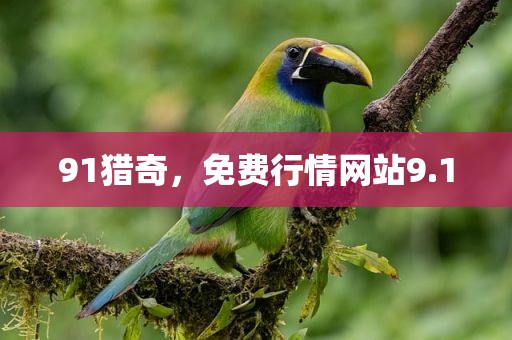 91猎奇，免费行情网站9.1