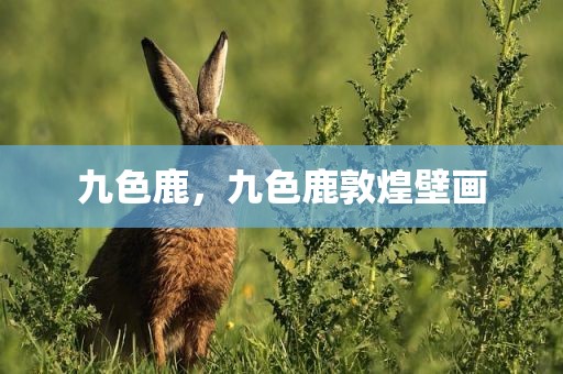 九色鹿，九色鹿敦煌壁画