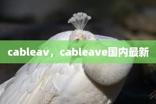 cableav，cableave国内最新