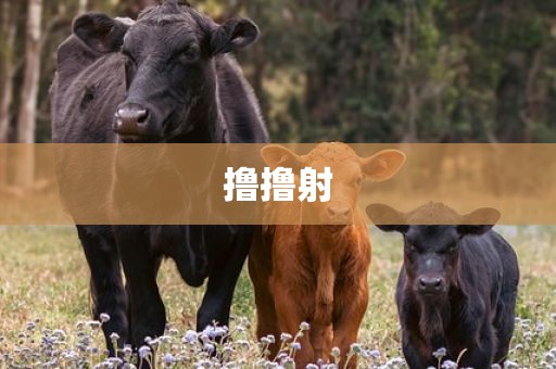 撸撸射