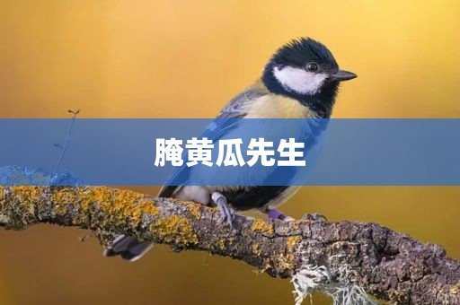 腌黄瓜先生
